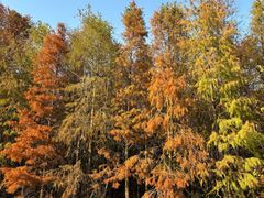 -上海海湾国家森林公园