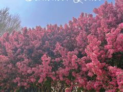 -石家庄市植物园