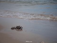 -贝壳沙滩