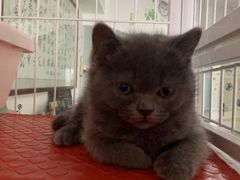 -我爱猫咪·猫咖·狗咖·安哥拉兔·羊驼咖(小寨华旗店)