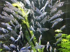-迪拜水族馆及水下动物园