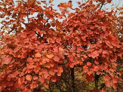 -北京西山国家森林公园