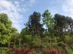 -铁山坪森林公园