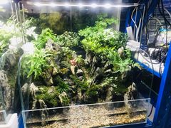 -双季花艺园艺市场(浦东店)