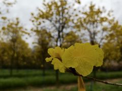 -天适樱花悠乐园