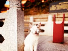 -莆田湄洲妈祖祖庙