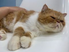 -糯米喵星人·撸猫猫舍咖啡馆(西市场嘉华店)