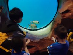 -芜湖新华联大白鲸海洋公园