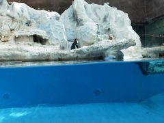 -帝企鹅自助餐厅•儿童岛•真企鹅(长隆企鹅酒店)