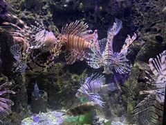 -太平洋海底世界