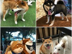 -柴犬高等学院·狗咖·柴犬售卖·宠物训练