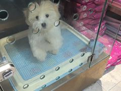-FAELING PETS美天灵宠物(富力广场店)