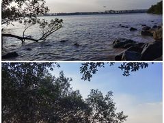 -宝安西湾红树林湿地公园
