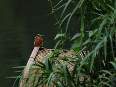 -重庆彩云湖湿地公园