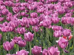 -玄武湖景区-情侣园游乐场