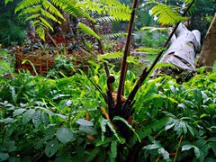 -瑞丽独树成林风景区