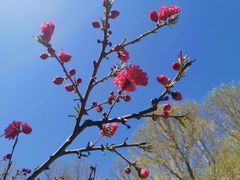 -大兴滨河森林公园