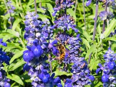 -静之湖湖畔餐厅