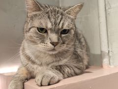 -猫儿山۰猫主题餐厅