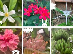 -北京呀路古热带植物园