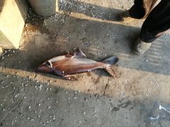 -特种渔场
