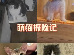 -欣宠猫屋·矮脚拿破仑·蓝金金渐层