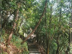 -铁山坪森林公园