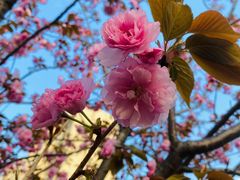 -高东镇樱花园