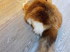 -猫十亿·布偶金渐层·曼基康矮脚猫舍(青年路店)