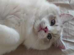 -猫大福·Fortune Cat猫舍(百子湾店)