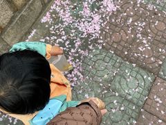 -嘉定紫藤园