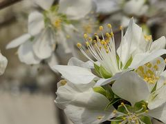 -桃花堤公园