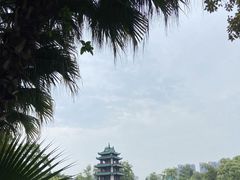 -桂湖森林公园