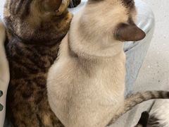 -Cappucimeow猫咪咖啡馆(韦伯时代店)