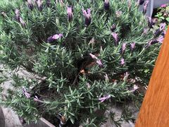 -凤来栖·净庭院·火锅(欧尚店)