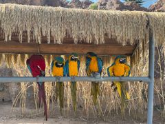 -西霞口神雕山野生动物世界