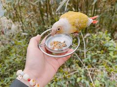 -红山森林动物园