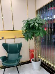 -CICI纤美·科技纤体美颜