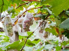 -马陆小张葡萄园农家乐