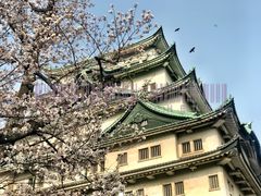 -名古屋城