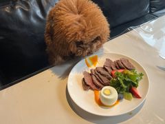 -百好乐宠物友好餐厅(朝外大街店)