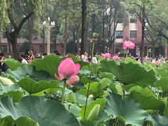 -四川大学(望江校区)