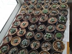 -武汉花鸟市场