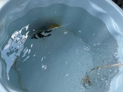 -小猫钓鱼海钓俱乐部(椰梦长廊店)