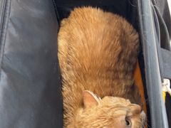 -美联众合动物医院·24h京西诊疗中心