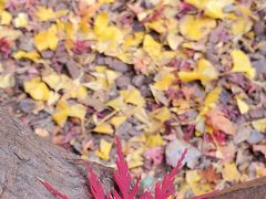 -秋霞圃