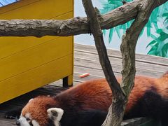 -西霞口神雕山野生动物世界