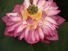 -沈家花园如皋菜(海阳路店)