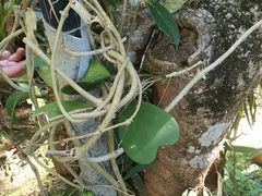 -中国科学院西双版纳热带植物园