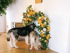 -Husky Go! 哈士奇体验馆·宠物咖啡厅狗咖